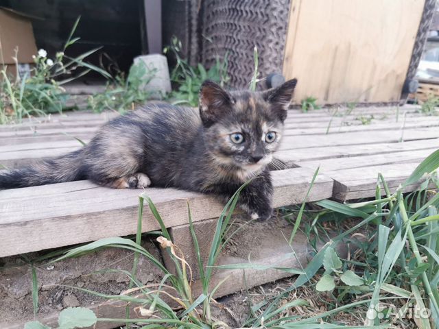 Kittens for free