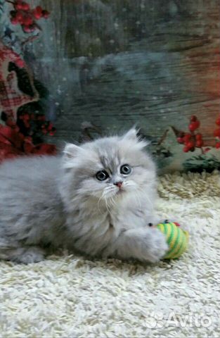 Элитные котята Элитные котята