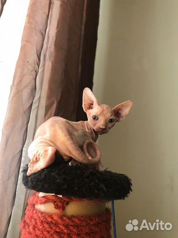 Котята канадского сфинкса