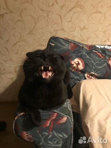 Кот вислоухий шотландец Кот вислоухий шотландец