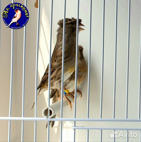 Канарейка португальский арлекин, самки Канарейка португальский арлекин, самки
