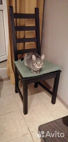 Котика в добрые руки
