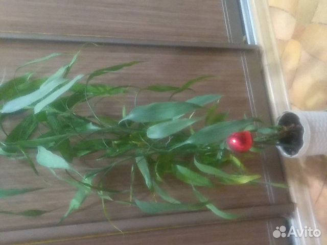 Цветок Бамбук