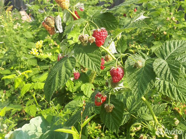 Саженцы малины,клубники ремонтантной