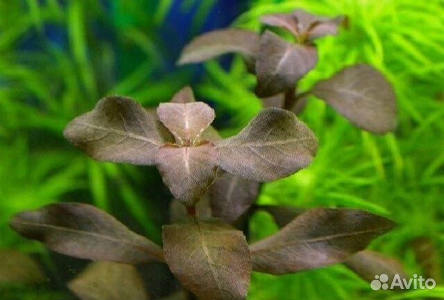 Аквариумные растения