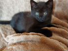 Котенок (девочка) от британской кошки, бесплатно
