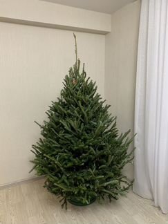 Пихта Фразера / Живая ёлка