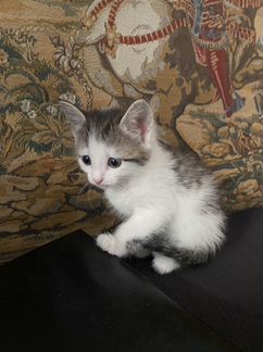 Котенок мальчик бесплатно