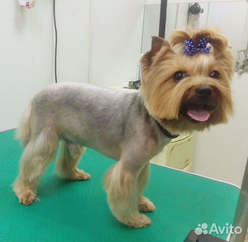 Стрижка собак и кошек груминг