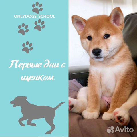 Дрессировка.Кинолог.Зоогостиница.Передержка