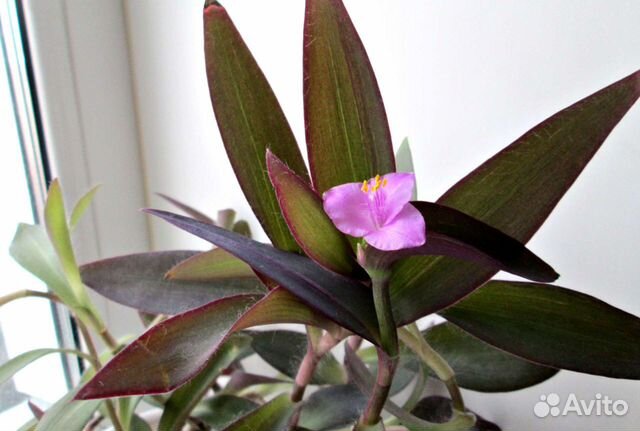 Сеткреазия пурпурная