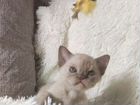 Бурм - Мята котята объявление продам