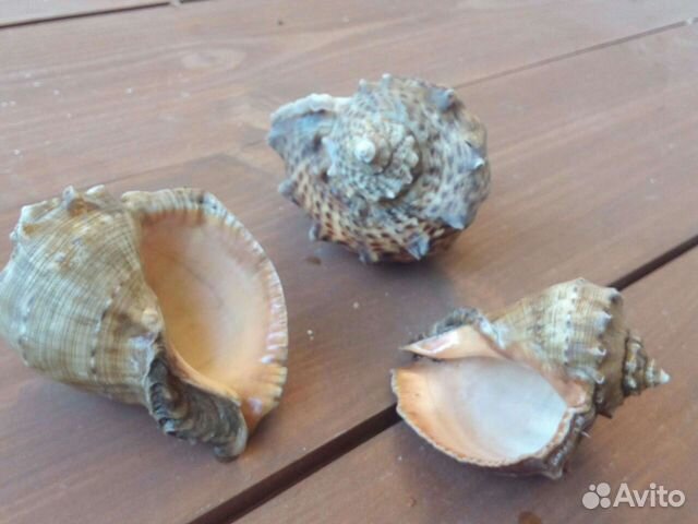 Морские ракушки и рыба-еж бесплатно