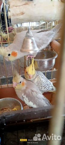 Попугаи Кареллы