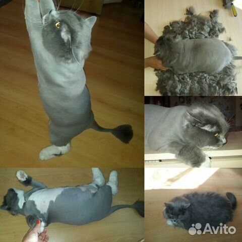 В отпуске. Стрижка котов. Груминг домаш.животных
