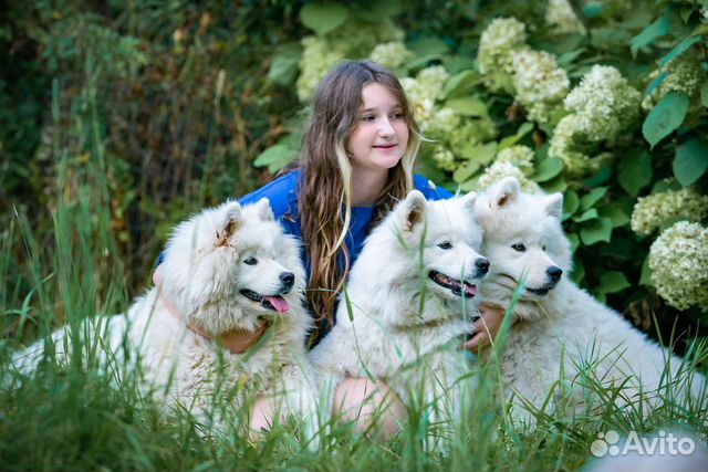 Самоеды для фотосессии, фотопрогулки с самоедами