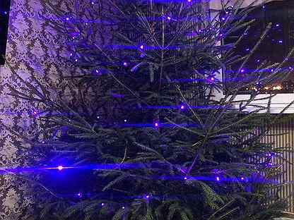 Ель Новогодняя Ночь Фиалка