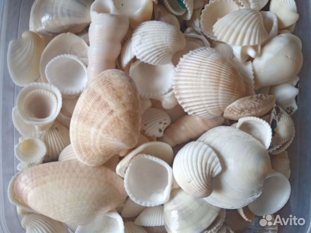Морские ракушки