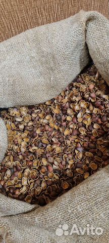 Кедровая скорлупа