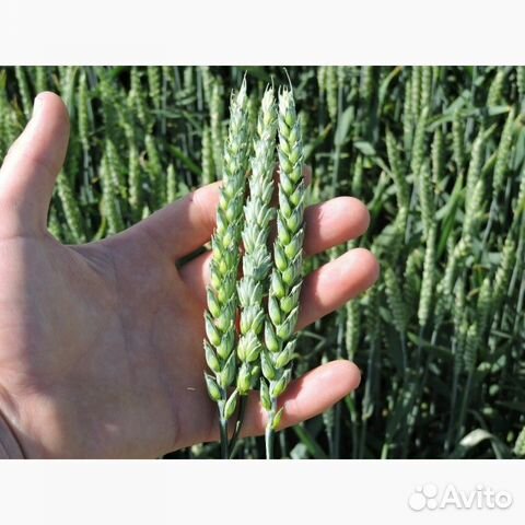 Семена Канадской пшеницы двуручки и оз. ячменя