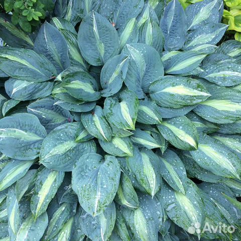 Хоста гибридная