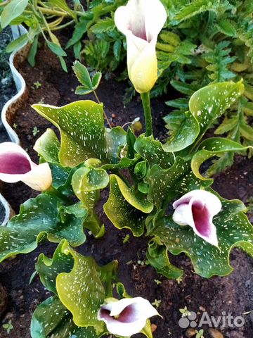 Обмен на другой цвет