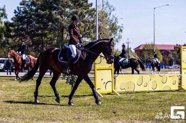 Конный редингот купить в Краснодаре | Хобби и отдых | Авито