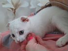 Котёнок вислоухий белый мальчик 2 месяца