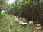 Пчелопакеты, пчелосемьи, матки карника, бакфаст объявление продам