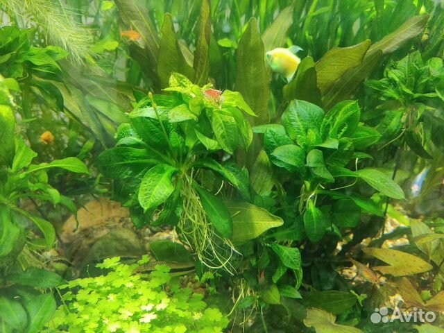 Аквариумные рыбки и растения