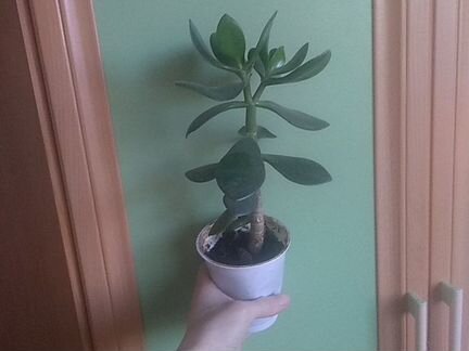 Живое дерево