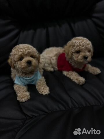 Мальтипу teacup micro teddy f1