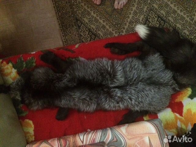 Шкура чернобурки