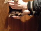 Йоркширский терьер мини щенки объявление продам