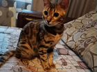Бенгальская кошка вязка объявление продам