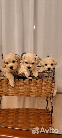 Мальтипу ф1 мини