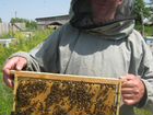 Пчелопакеты карника,карпатка матки 2021, 2022 года объявление продам