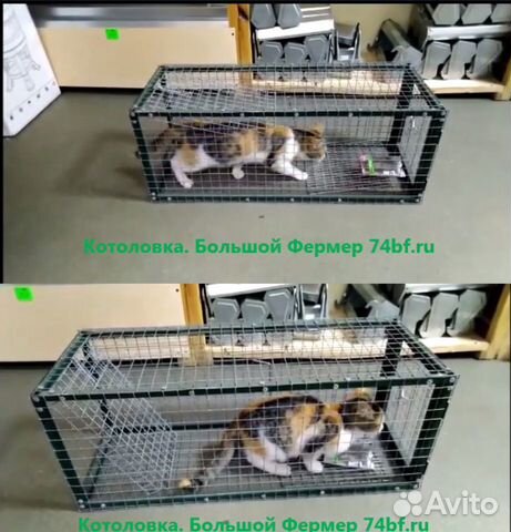 Котоловка (кошколовка), собаколовка