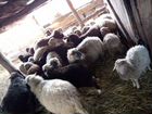 Овцы бараны оптом объявление продам