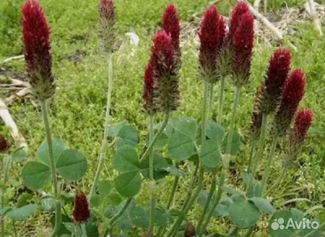 Садовые многолетние цветы