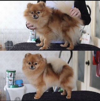 Груминг (стрижка) шпицев