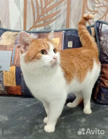 Котик в добрые руки