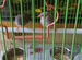 Птички амадины с клеткой и аксессуарами