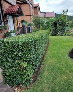 Саженцы кизильника