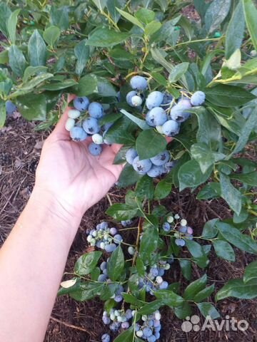 Саженцы голубики 13сортов (ягоды,джем), Сера