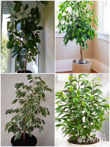 Фикус каучуконосный фикус бенджамина