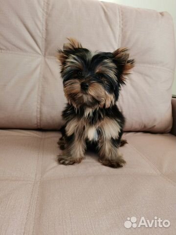 Йоркширске малютки