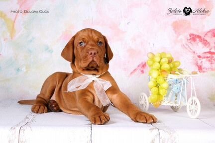 Щенки венгерская выжла от привозных родителей