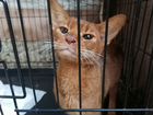 Котик-абиссинец потеряшка 1 год (порода) объявление продам