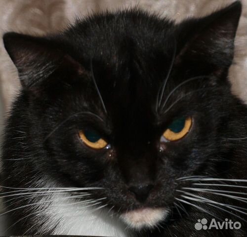 Черно-белая кошка Маляша, стерильна, спасите ее